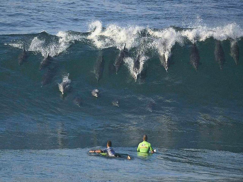 Dolphins riding the waves into the shore